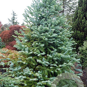 Cunninghamia lanceolata 30-35 HO draadkluit
