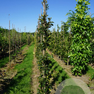 Fagus syl. 'Green Obelisk' 6-8 HO 25L geveerd