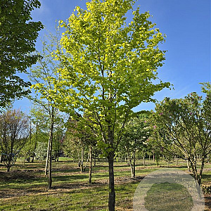 Fagus syl. 'Zlatia' 600-700 cm draadkluit solitair