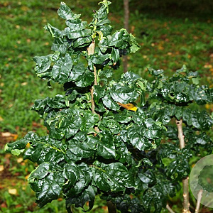 Fraxinus e. 'Crispa' 20-25 HO draadkluit 220 cm stam LEIVORM