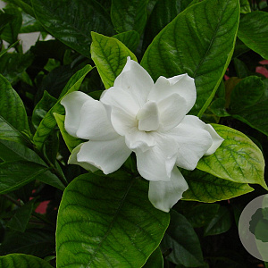 Gardenia jasminoides Cruydt-Hoek
