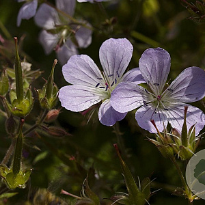 Geranium sylvaticum Cruydt-Hoek