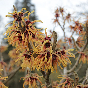 Hamamelis int. 'Cyrille' 80-100 cm 40L