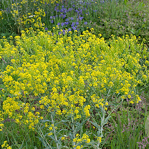 Isatis tinctoria Cruydt-Hoek