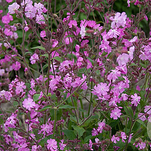 Silene dioica Cruydt-Hoek