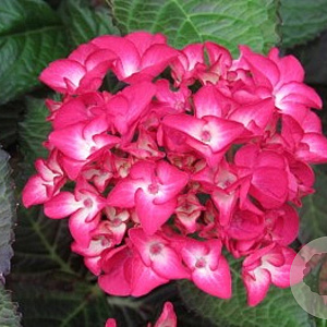 Hydrangea macrophylla 80-100 cm 40L