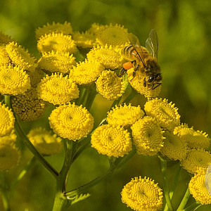 Tanacetum vulgare Cruydt-Hoek