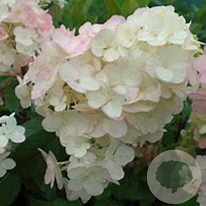 Hydrangea pan. 'Renhy' 175-200 cm draadkluit struik op Stam