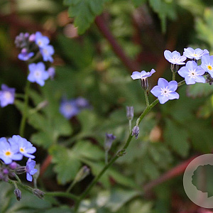 O1 Onderbegroeiing Cruydt-Hoek