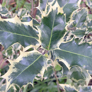 Ilex aq. 'Madame Briot' 200-250 cm draadkluit struik