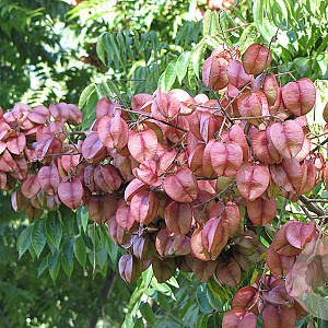 Koelreuteria elegans 40-45 HO draadkluit 250 cm stam