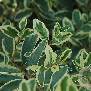 Ligustrum ibota 'Muster' 175-200 cm draadkluit struik op Stam