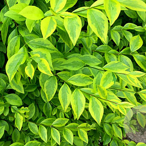 Ligustrum vulg. 'Argenteovariegat.' 175-200 cm 40L struik
