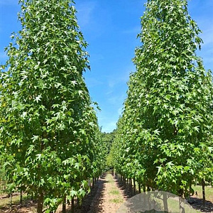 Liquidambar s. 'Oconee' 25-30 HO draadkluit 240 cm stam
