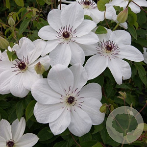 Clematis White Pearl GM 1.5