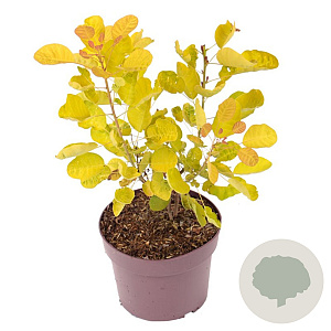 Cotinus cog. Golden Lady 30-40 cm 3,0L