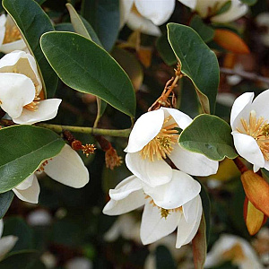 Magnolia laevif. Gails Favourite 150-175 cm draadkluit meerstammig 80-100 breed