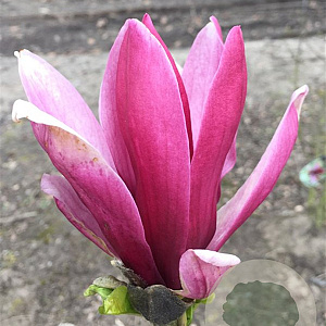 Magnolia liliiflora 600-700 cm draadkluit meerstammig