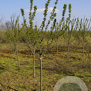 Malus 'Red Obelisk' 14-16 HA draadkluit