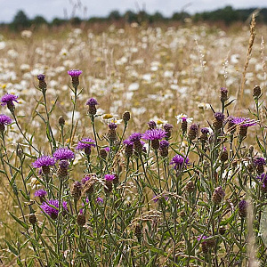 Centaurea jacea Cruydt-Hoek