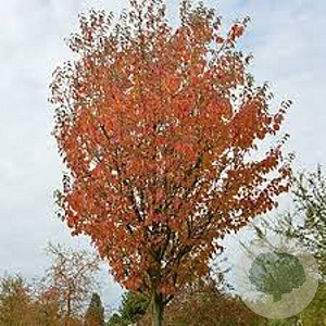 Malus tschonoskii 'Thalys' 12-14 HO draadkluit 250 cm stam