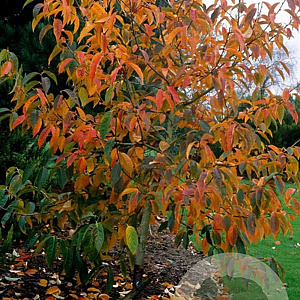Nyssa sinensis 20-25 HO draadkluit 250 cm stam