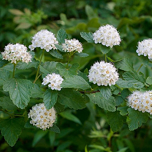 Physocarpus amurensis 125-150 cm 15L struik