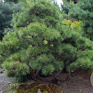 Pinus thunbergii 200-250 cm draadkluit solitair
