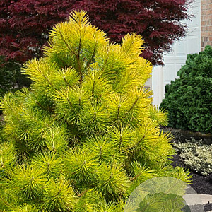 Pinus thunbergii Mollow Yellow 300-350 cm draadkluit solitair