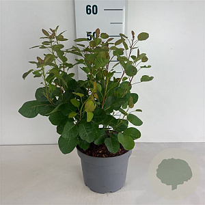 Cotinus coggygria 40-50 cm 35L