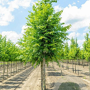 Pterocarya rhoifolia 30-35 HO draadkluit