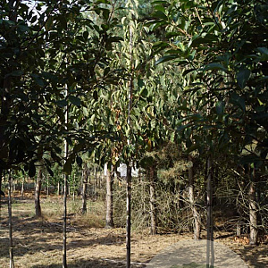 Pterostyrax corymbosa 10-12 HO draadkluit