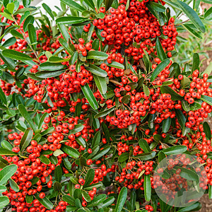 Pyracantha 'Mohave' 125-150 cm 15L struik