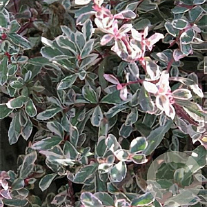 Pyracantha 'Sparkler' 150-175 cm 40L solitair