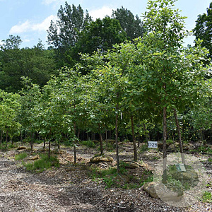 Quercus ellipsoidalis 25-30 HO draadkluit 250 cm stam