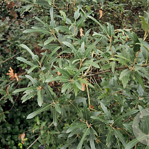 Quercus hispanica 'Waasland' 300-350 cm draadkluit meerstammig
