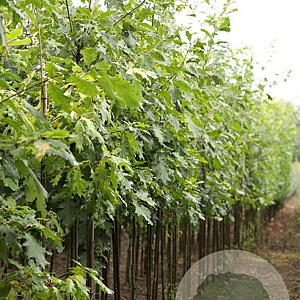 Quercus rubra 'Aurea' 12-14 HO draadkluit