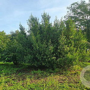 Rhamnus alaternus 300-350 cm draadkluit struik