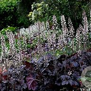 Heucherella 'Onyx' GM P9