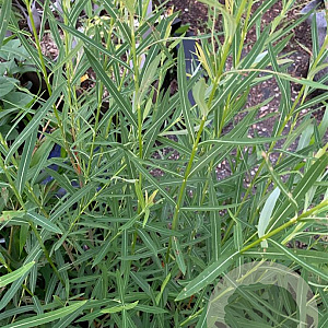 Salix koriyanagi 125-150 cm met kluit struik