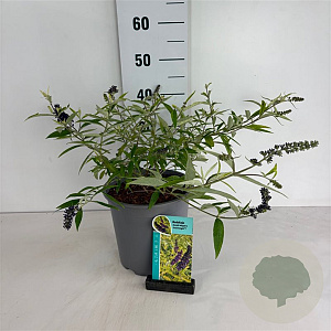 Buddleja davidii 'Magda's Gold Knight' 40-50 cm 6,5L