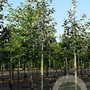 Sorbus aria 'Magnifica' 150-175 cm draadkluit meerstammig 80-100 breed