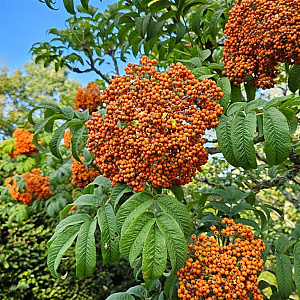 Sorbus glomerulata 150-175 cm wortelgoed