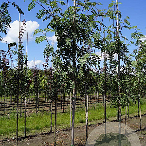 Sorbus pseudovilmorinii 6-8 HO draadkluit