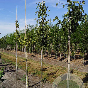 Sorbus torminalis 6-8 HO draadkluit