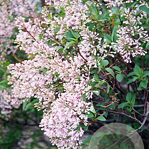 Syringa chinensis 'Alba' 200-250 cm draadkluit struik