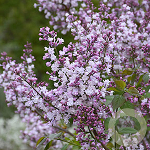 Syringa hyac. 'Blanche Sweet' 200-250 cm draadkluit struik