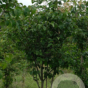 Syringa reticulata 250-300 cm draadkluit struik