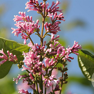 Syringa swegiflexa 175-200 cm draadkluit struik op Stam