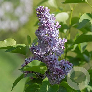 Syringa v. 'Evert de Gier' 200-250 cm draadkluit struik
